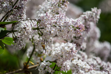 Blossoming branch of lilac close up