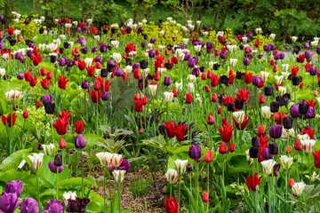 Weiße, rote und violette Tulpen