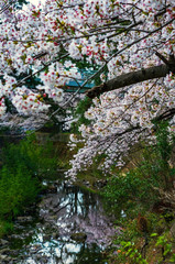 Fototapeta premium 大阪豊中・天竺川の桜