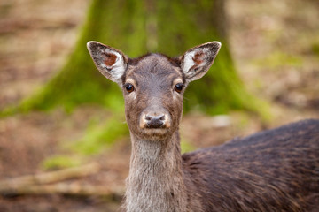 Obraz premium Portrait of Female Deer in a beautiful forest (Germany)
