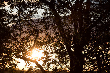 Fototapeta na wymiar Baum im Gegenlicht - Sonnenuntergang