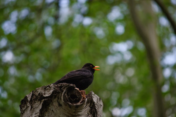 Blackbird sitting on a tree stump