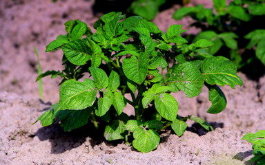  Field with sprouted potatoes. Farm in the village. Season to plant potatoes. Green vegetable bushes.
