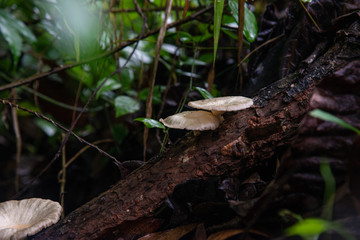 Close up mushroom in nature.