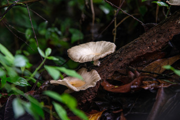 Close up mushroom in nature.