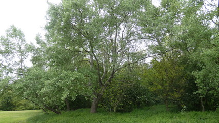 White Poplar in the forest on a beautiful spring day