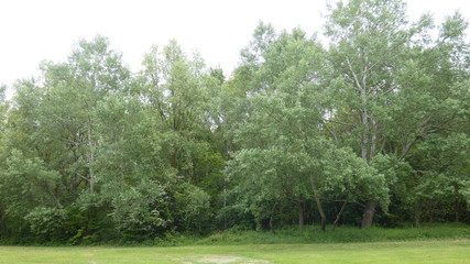 Fototapeta na wymiar White Poplar in the forest on a beautiful spring day