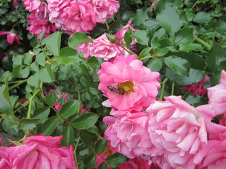 pink flowers in the garden
