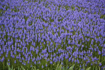 purple flowers in park