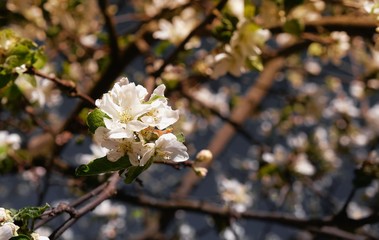 Closeup of white blooming apple on a sunny day with blue sky