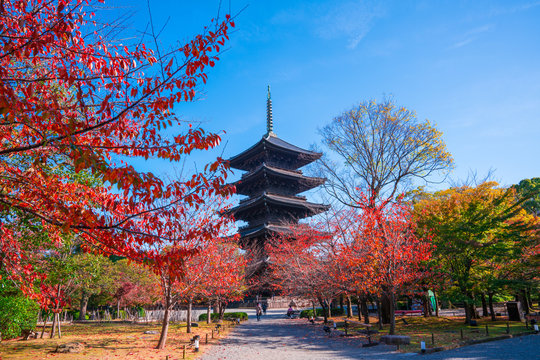177 Best 桜紅葉 Images Stock Photos Vectors Adobe Stock