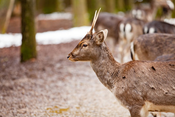 Portrait of European roe deer (Capreolus capreolus) in the forest