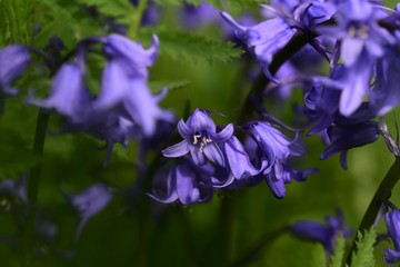 Glockenblumen Blau Lila Violett Blütenkelche Wiese Garten Makro Close Up Soft Bokeh