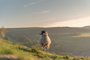 Sheep grazing on Parkhouse Hill, and Chrome Hill at sunrise, in the Peak District National Park