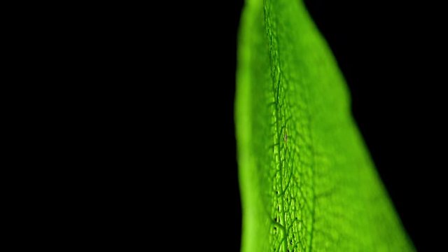 Skeleton of leaf on a black background.