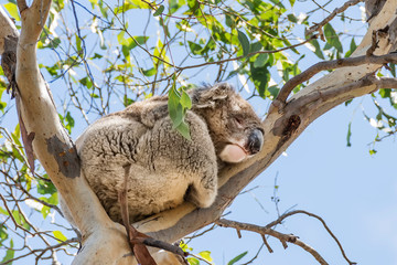 Beautiful koala in wild life sleeping leaning against a high eucalyptus branch against the blue sky, Kangaroo Island, Southern Australia