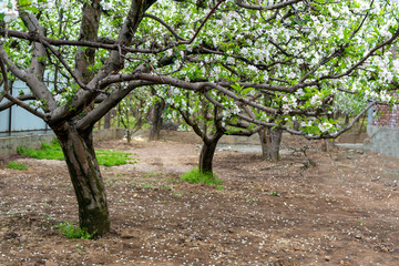 Fototapeta na wymiar Apple tree wit beautiful blossom flower garden plantation in summer at Pahalgam, Jammu and Kashmir India