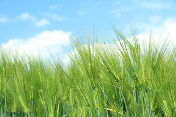 六条大麦　シュンライ