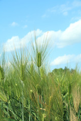 六条大麦　シュンライ