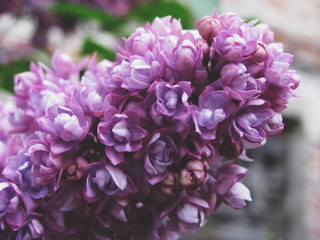 Fototapeta premium Lilacs are not just a smell, it's the emotions of childhood. 