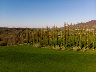Fototapeta premium Baumreihe - Luftbild