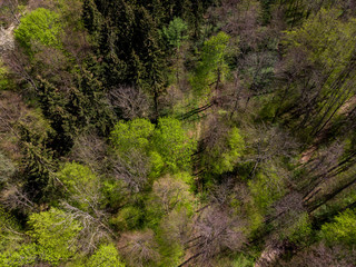 Wald von Oben