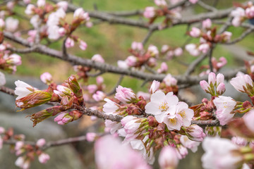 Fototapeta na wymiar 桜の花 / 爽やかな春のイメージ