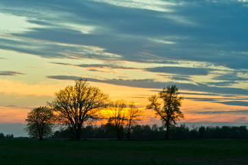 Fototapeta na wymiar Sunset Behind the Trees