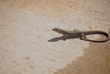 Lézard