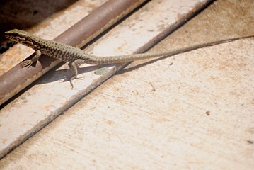 Lézard