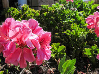 Fototapeta na wymiar Pink Geranium Flowers in the sun