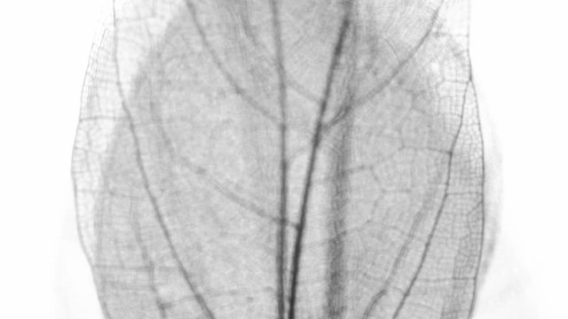 Background from skeleton tree leaf close up.