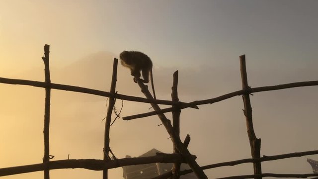 Monkey on background of a volcano in the mountains Bali Indonesia. Monkey goes on the fence on the background of clouds