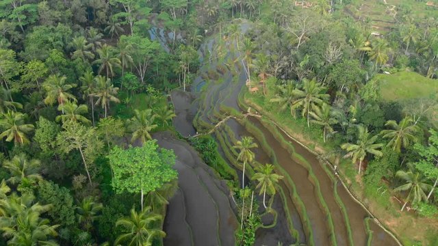 aerial video of rice terraces in Tegalalang, Bali
