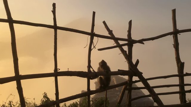 Monkey on background of a volcano in the mountains Bali Indonesia. Monkey goes on the fence on the background of clouds