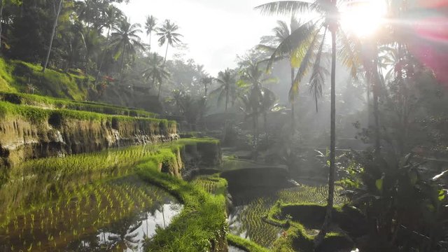 aerial video of rice terraces in Tegalalang, Bali