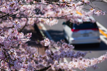道路沿いの桜