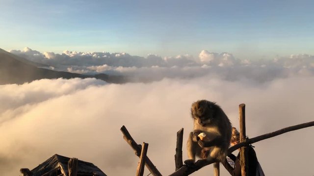 Monkey on background of a volcano in the mountains Bali Indonesia. Monkey goes on the fence on the background of clouds