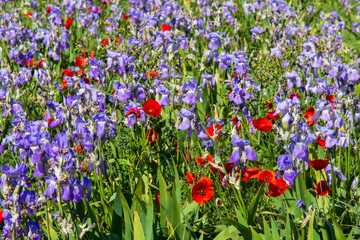 Iris meadow with poppies in Provence France.
