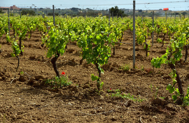 Fototapeta na wymiar Weinberg auf Sizilien mit Weinreben im Frühling