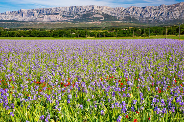 Fototapeta premium Iris meadow close to Sainte Victoire mountain near aix en Provence France.