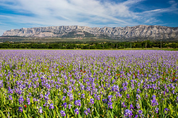 Iris meadow close  to Sainte Victoire mountain near aix en Provence  France.