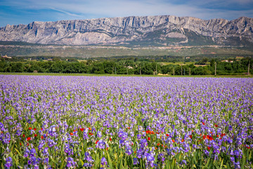 Iris meadow close  to Sainte Victoire mountain near aix en Provence  France.