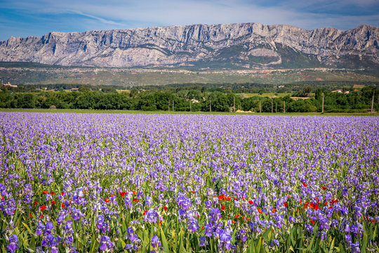 Iris meadow close to Sainte Victoire mountain near aix en Provence France. © jefwod
