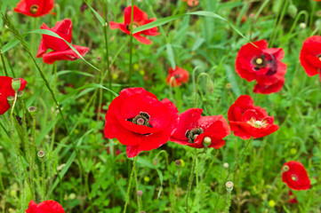 Poppies 2