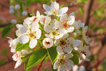 Flowering pear in the garden. Close-up. Background. Landscape.