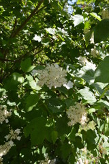 leaves of tree in spring