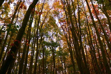 autumn in the forest