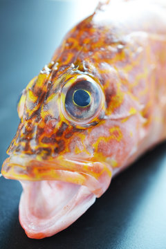 美味い白身魚かさご