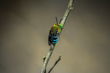 Little Creature move to its way